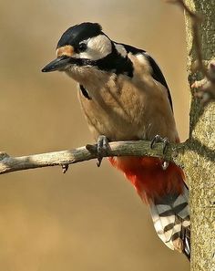 a bird perched on top of a tree branch next to a leafless tree trunk