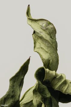 Dried peony leaf on a gray background | premium image by rawpixel.com / KUTTHALEEYO Animal Body Parts, Geometry In Nature, Plant Texture, Dry Branch, Nature Projects, Hemp Leaf