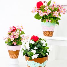 three potted plants with pink and white flowers in them