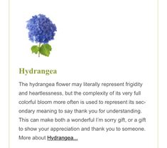 the hydrangea flower is an important gift for someone