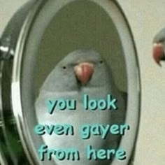 a bird sitting on top of a toilet seat with the caption you look even gayer from here