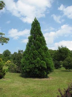 a large green tree sitting in the middle of a lush green field