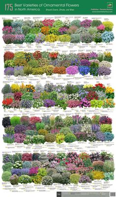 a large poster with different types of flowers in it's borders and names on the side