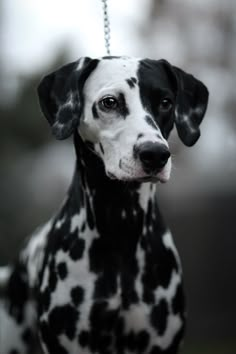 a black and white dalmatian dog is on a chain with it's head tilted to the side