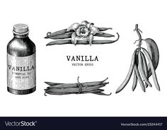 an illustration of vanilla syrup and beans