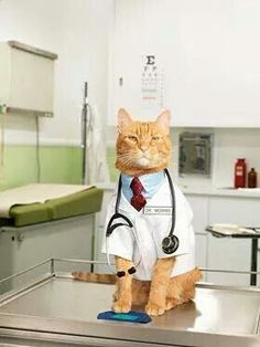 a cat with a stethoscope sitting on top of a table