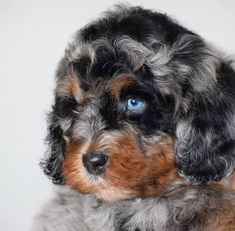 a close up of a dog with blue eyes