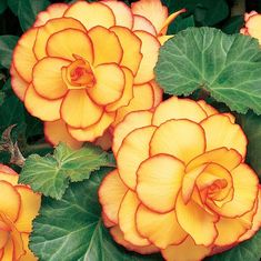 yellow and orange flowers with green leaves