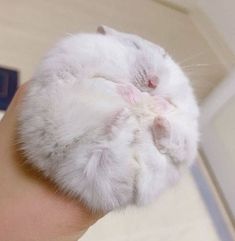 a white cat sleeping on top of someone's hand