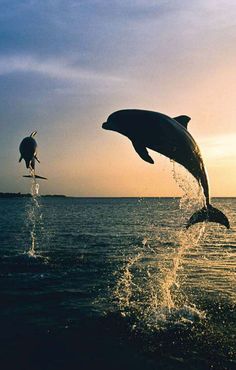 two dolphins jumping out of the water at sunset with one leaping up to its head