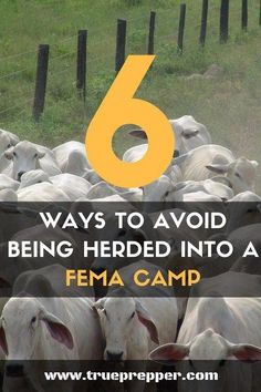 6 Ways to Avoid Being Herded into a FEMA Camp - We'll spoil the big way to avoid it: be prepared! Most people that end up in camps seek them out. Don't have a reason to seek help. #preparedness #prepping #prepper #shtf Homesteading Projects, Survival Knowledge, Emergency Planning, Shtf Survival, Survival Hacks, Survival Stuff, Survival Quotes