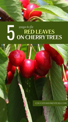 red leaves on cherry tree Fruit Trees