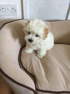 a small white and brown dog sitting on top of a couch next to a wall