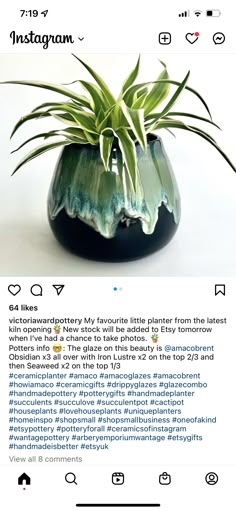 an instagram page with a plant in it