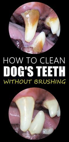 how to clean dog's teeth without brushing