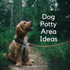 a brown dog sitting on top of a dirt road next to a lush green forest