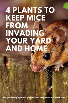 a mouse sitting on top of a wooden fence with the words 4 plants to keep mice from invading your yard and home