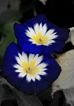 two blue and white flowers with green leaves