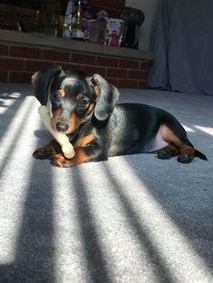 a black and brown dog laying on the floor with a bone in its mouth,