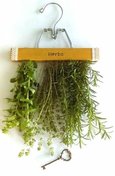 herbs are hanging on a hook with the word herbs