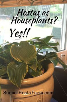 a potted plant with the words hostas as houseplants? yes