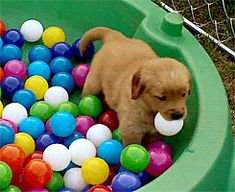 a puppy playing in a ball pit filled with balls