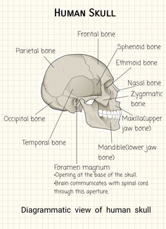 diagram of human skull with labels