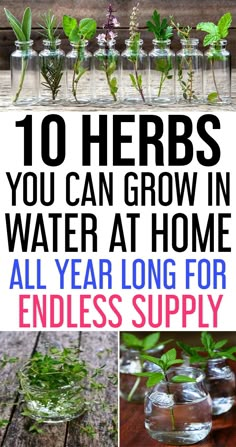 the top ten herbs you can grow in water at home all year long for endless supply