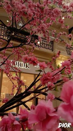 pink flowers are blooming in front of a storefront with the word dior on it