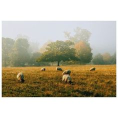 sheep graze in a field with trees in the background on a foggy day