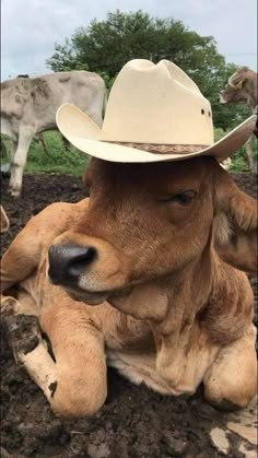 a cow wearing a cowboy hat laying on the ground