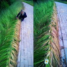 two pictures of a woman sitting on the ground in front of tall grass and flowers