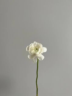 a single white flower in a vase on a gray background with space for the text