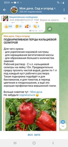 an image of some red peppers on the vine with text in russian and english language