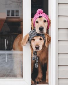 two dogs wearing hats and scarves are looking out the front door at the camera