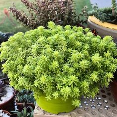 a green potted plant sitting on top of a table