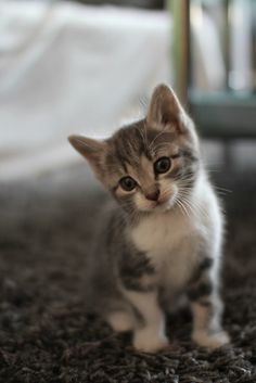 a small kitten sitting on top of a carpet