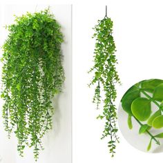 green plants hanging from the side of a wall next to a white plate with measurements