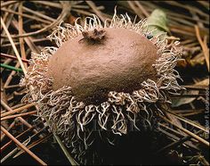 a close up of a fruit on the ground with grass and twigs in the background