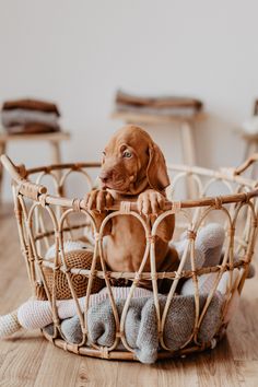 a brown dog sitting in a basket on top of a wooden floor