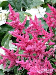 pink flowers are blooming in front of white and green plants with large leaves on them