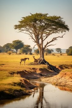 Tall giraffes standing elegantly amidst the landscapes of a safari. Lion King Landscape, Safari Landscape, Maharaj Wallpapers, Safari Scene, Men Cave, Wild Safari, Shivaji Maharaj, Nature Adventure