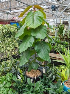 a large green plant in a greenhouse filled with lots of plants