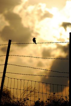 a bird sitting on top of a barbed wire fence with the sun in the background