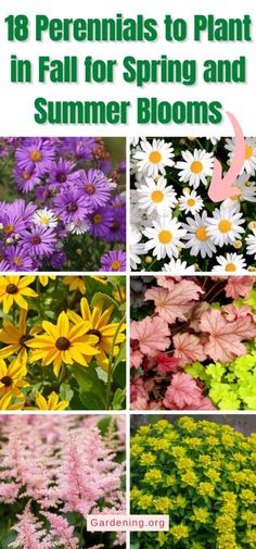 Plant In Fall For Spring, Perennial Bulbs To Plant In Fall, Flowers To Plant In Fall For Spring, Perennial Seeds To Plant In Fall, What To Plant In The Fall For Spring, Seeds To Plant In Fall, Perennials That Bloom Spring To Fall, Fall Planting Perennials, Spring Perennials