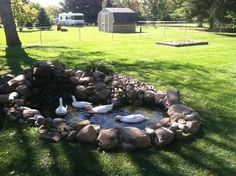 two geese are swimming in a pond surrounded by rocks and grass near a picnic area