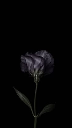 Black Flowers Wallpaper, Flowers Black Background, Dark Flowers, 다크 판타지, Flowers Black, Dark Phone Wallpapers, Phone Wallpaper Patterns, Black And White Wallpaper