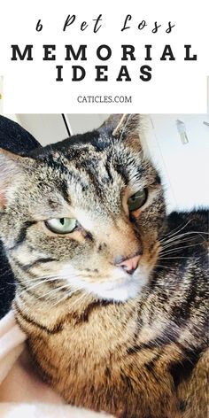 a close up of a cat laying on top of a bed with the words pet post memorial ideas