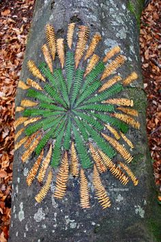 a green and yellow leaf on a tree trunk