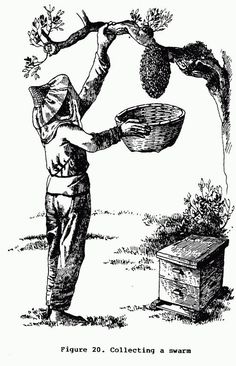 an old black and white drawing of a man picking fruit from a tree with a basket